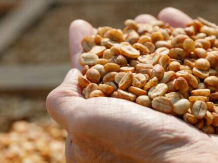 Café de origen colombiano, granos de café natural en mano, listo para ser molido y preparado en una taza.