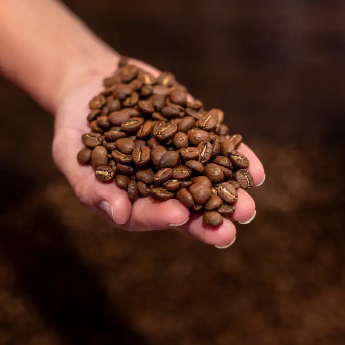 Suave grano de café colombiano de origen natural en mano, en un ambiente cálido y acogedor.